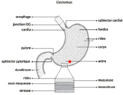Schéma des dissimulations possibles dans le corps humain, conception Julien Magana, 2022