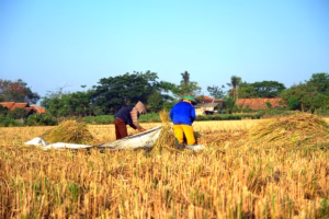 Évaluation du rendement des lignées de riz pluvial au Mali