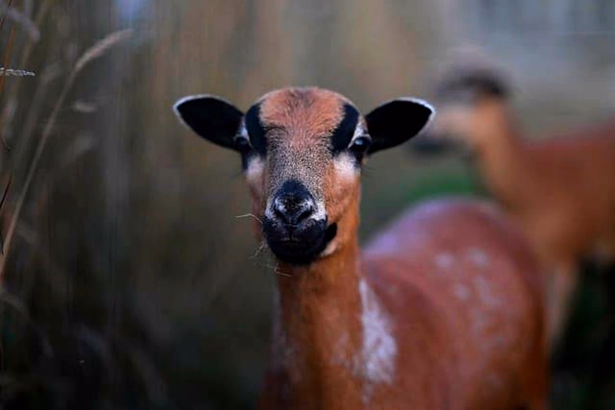 Gestion du Crédit au Cameroun : Stratégies Innovantes