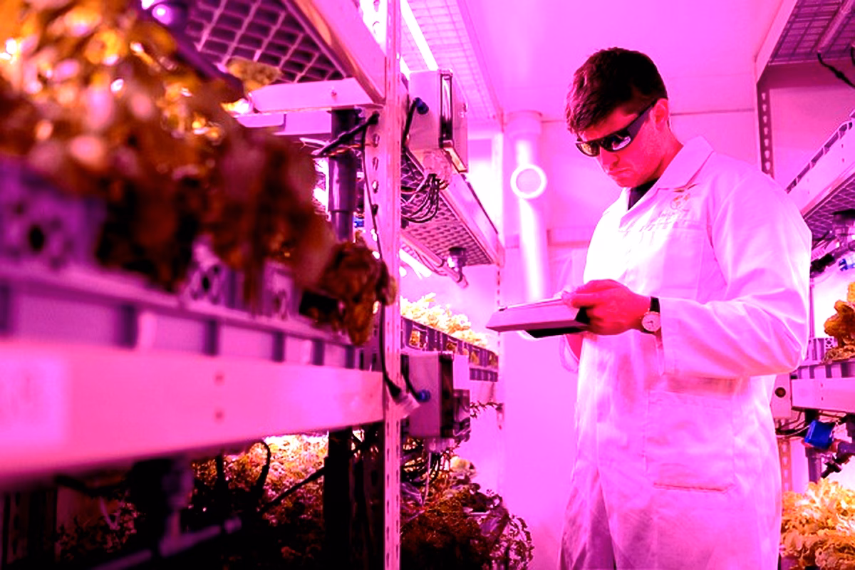 Analyse du risque phytosanitaire du bois à Douala