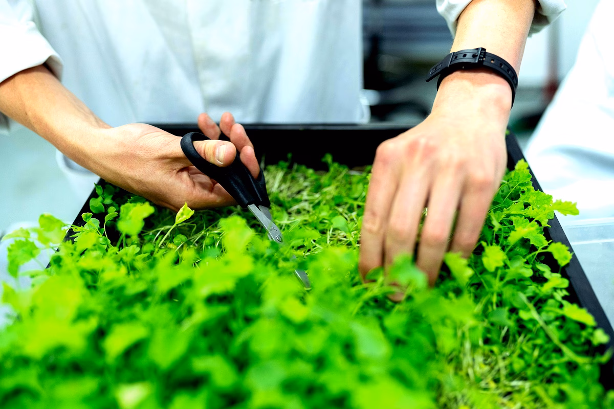 Productivité des meules d'Acacia à Ibi-Village Productivité des meules d'Acacia à Ibi-Village