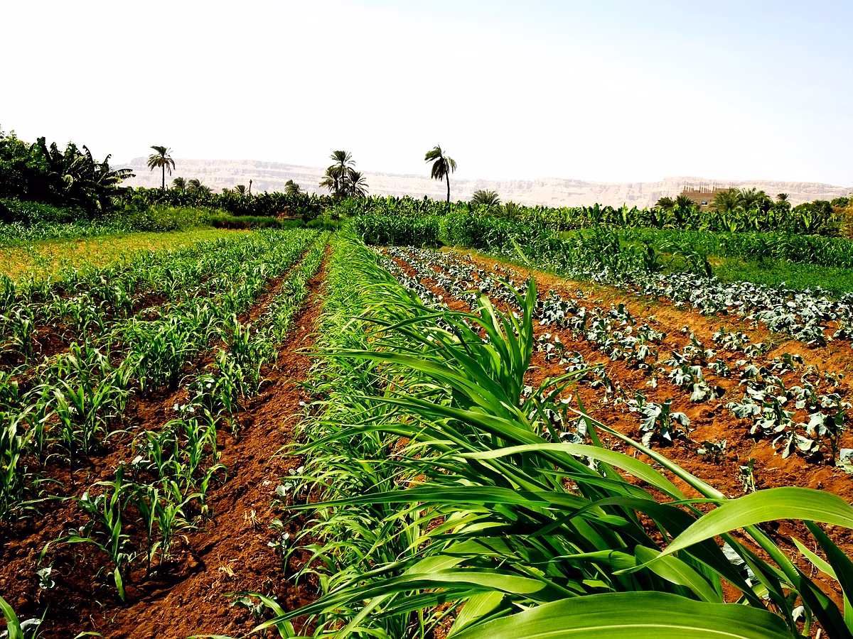 Limites de l'agroécologie et agriculture durable