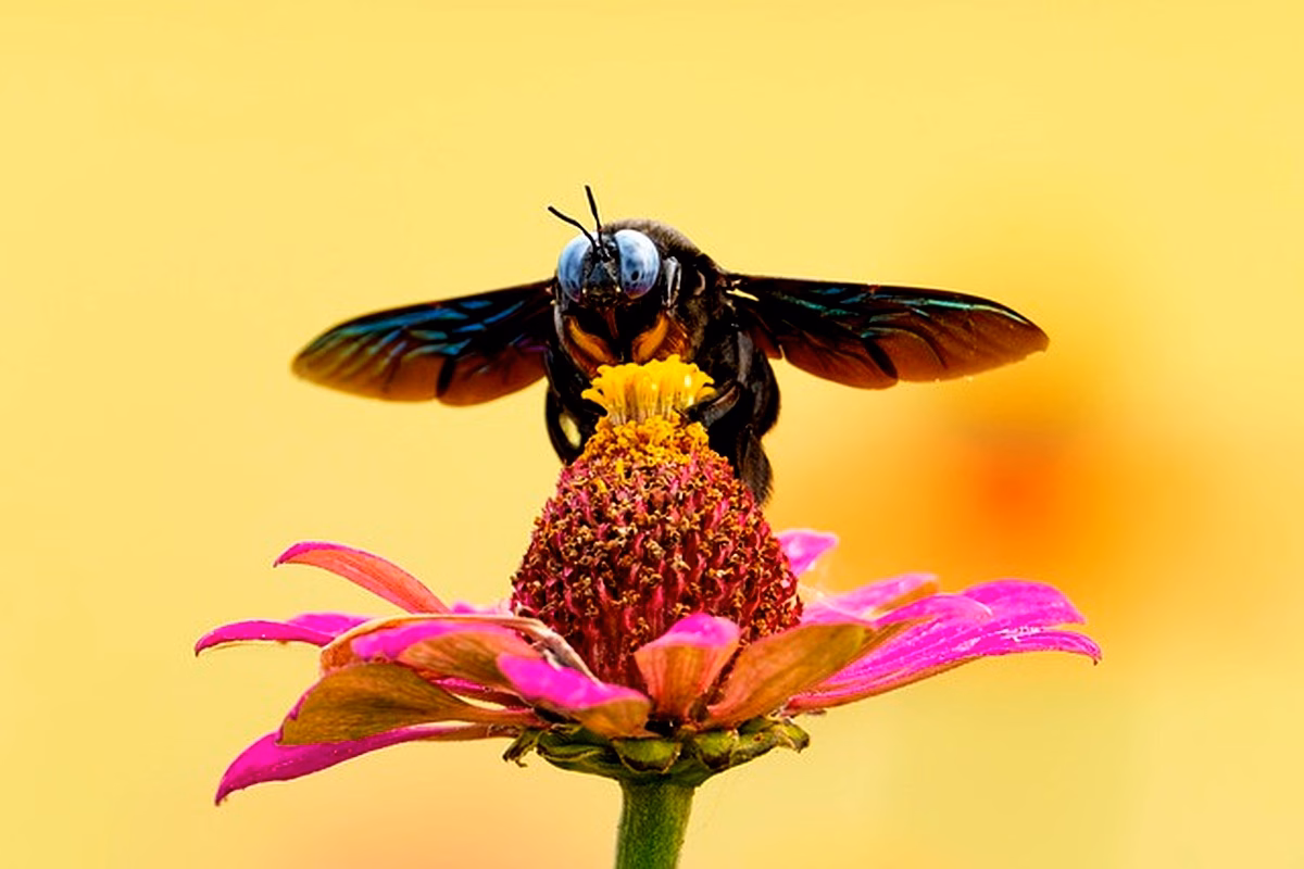 Insectes associés au bois à Douala : Analyse des risques