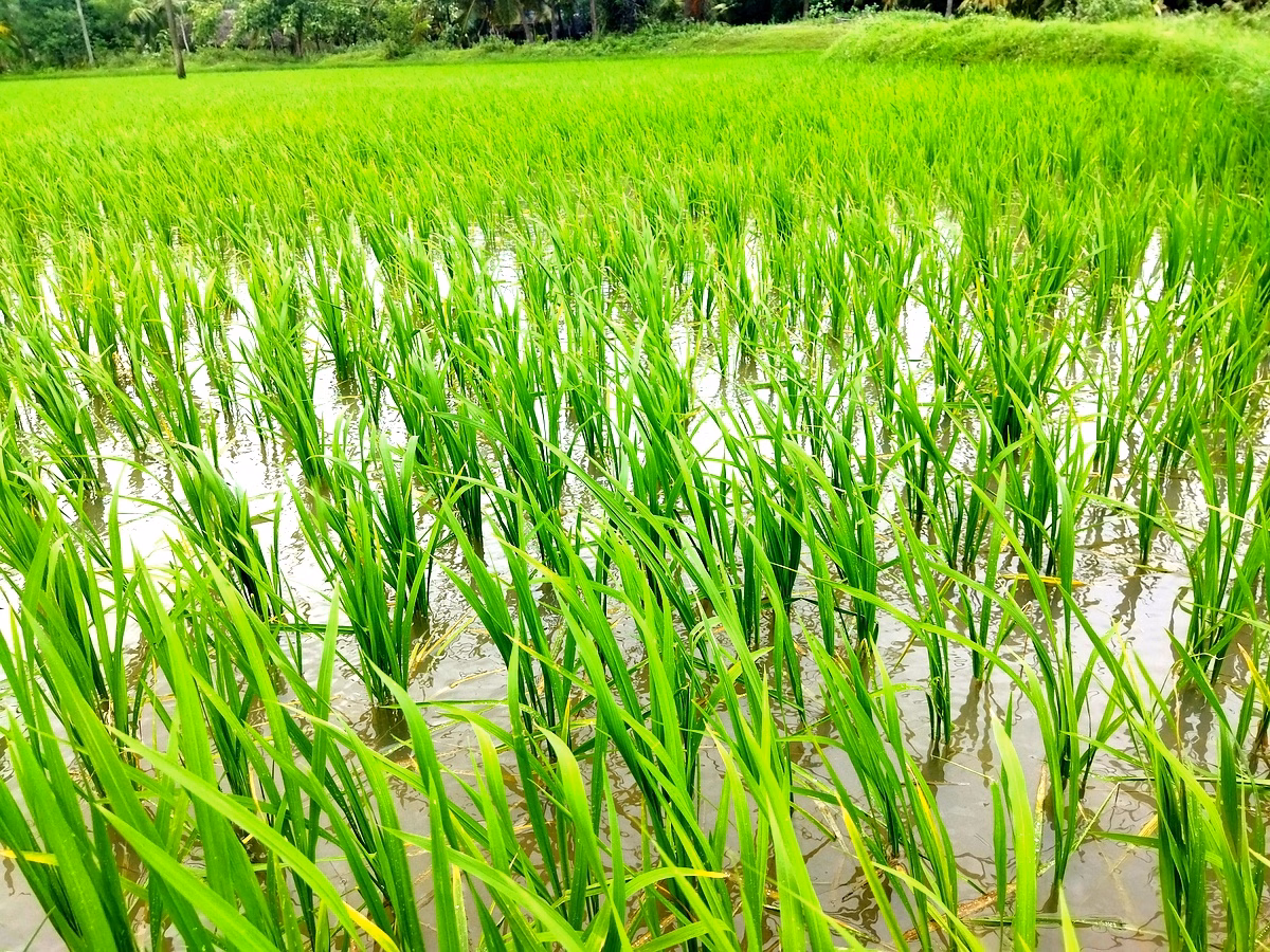 Rendement du riz pluvial : étude innovante à Longorola