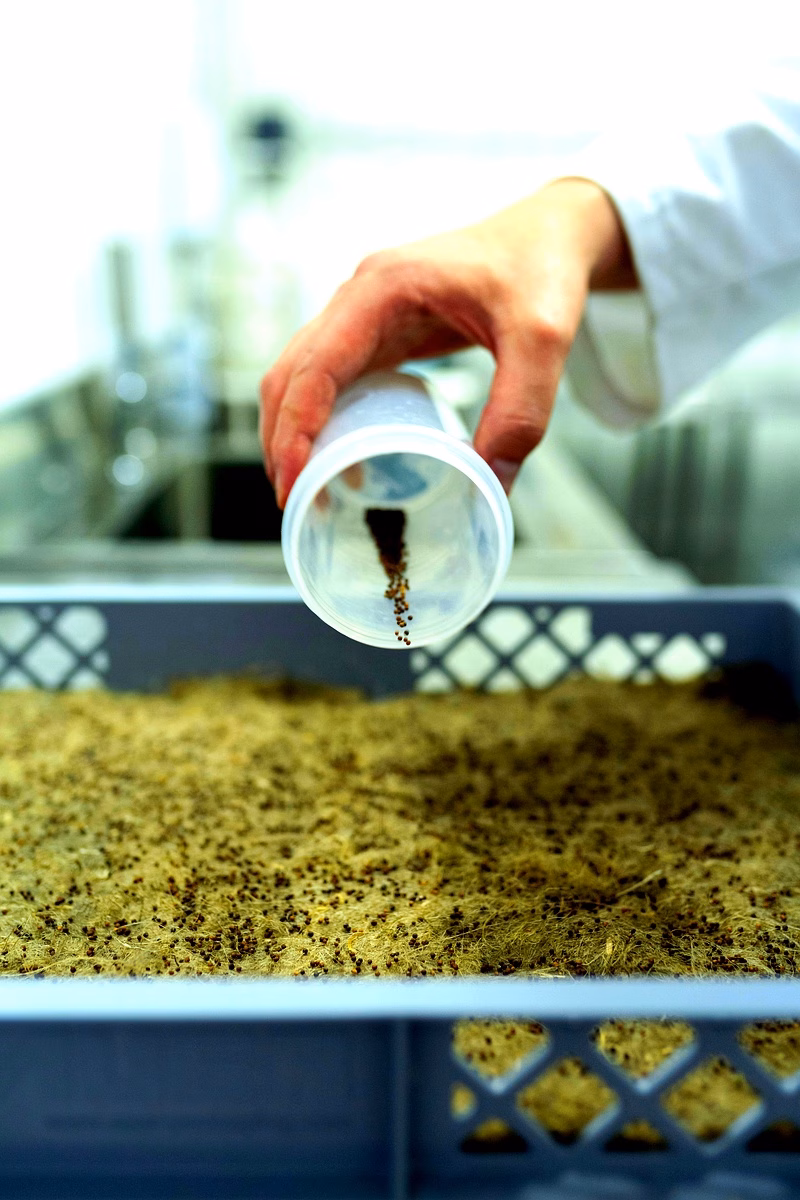 Essais mécaniques des sols d'Igana par fibres de palmier Essais mécaniques des sols d'Igana par fibres de palmier