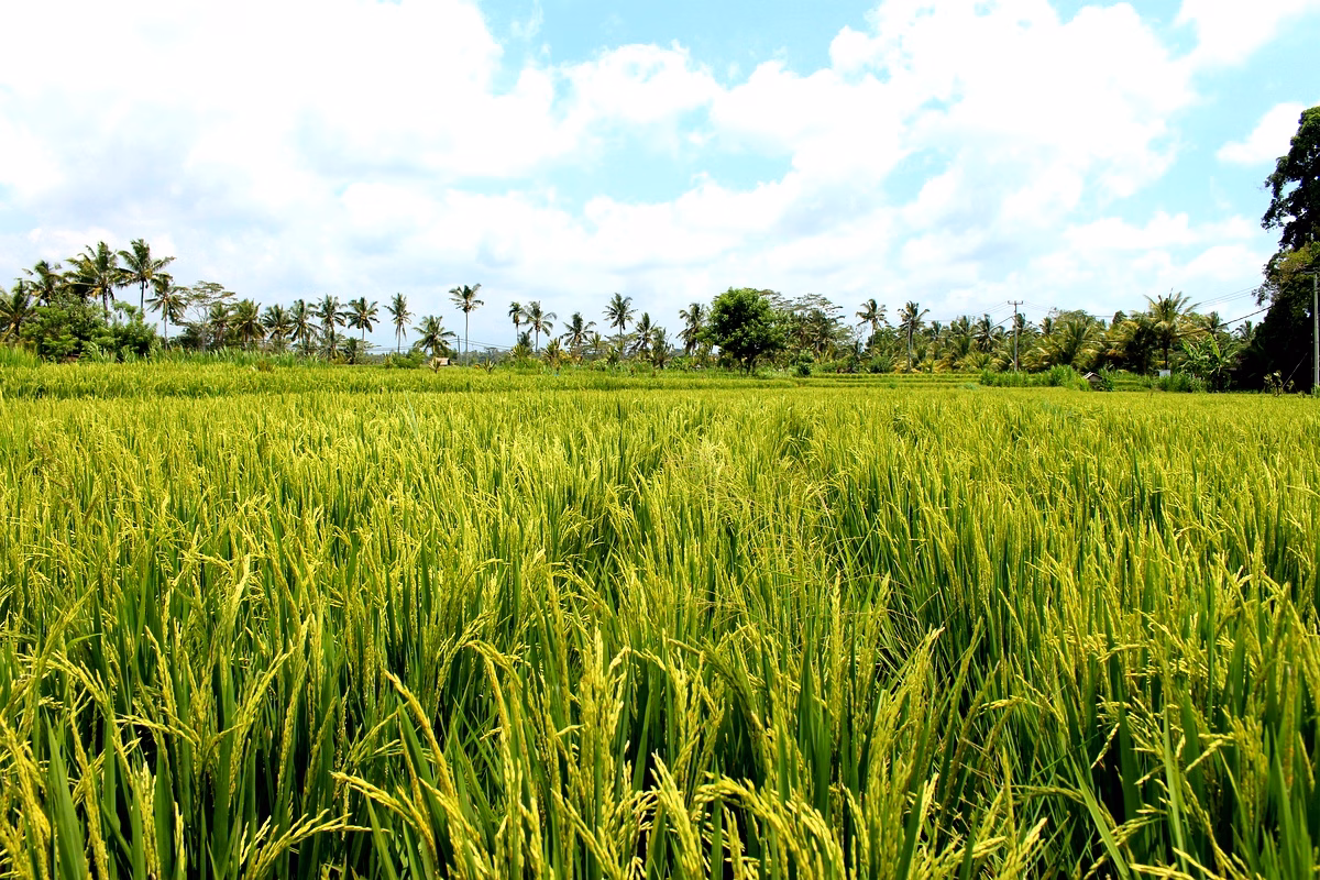 Rendements riz pluvial : étude des 45 lignées à Longorola