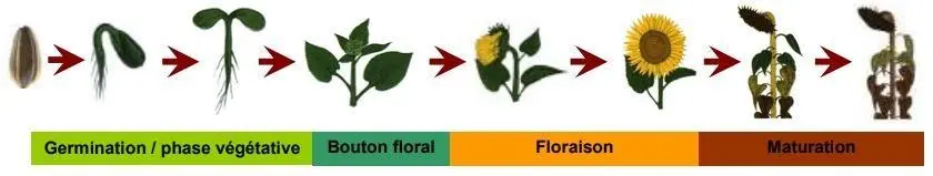 Perspectives futures sur l'entomofaune du tournesol