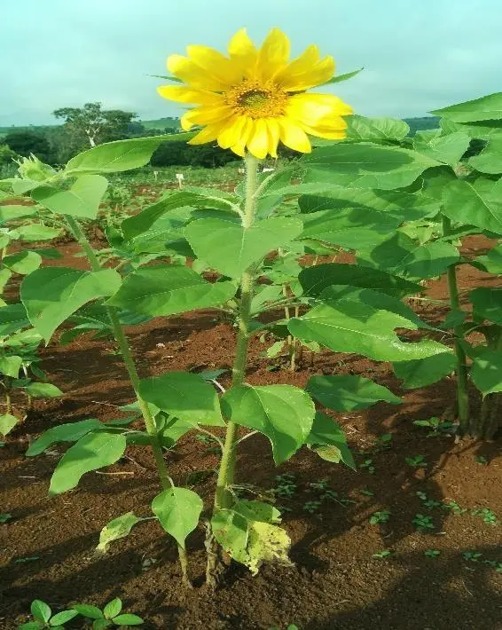 Quelles sont les perspectives futures pour l'entomofaune du tournesol à Ngaoundéré ?