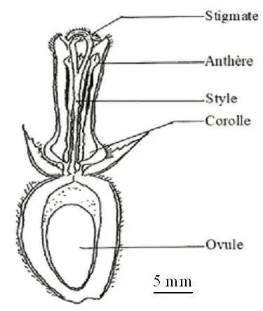 perspectives futures en entomologie