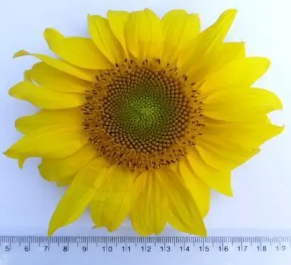 Image 4 - perspectives-futures-sur-entomofaune-du-tournesol