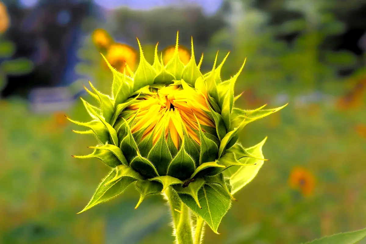 Perspectives futures sur l'entomofaune du tournesol