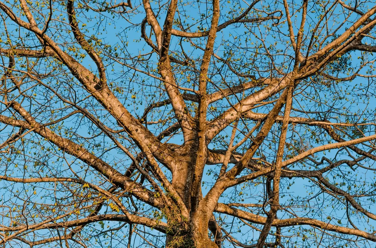 Impact climatique sur le paludisme à N'Djamena : Stratégies essentielles