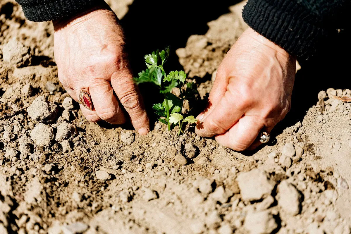 Meilleures pratiques pour l'adaptation agricole au Tchad