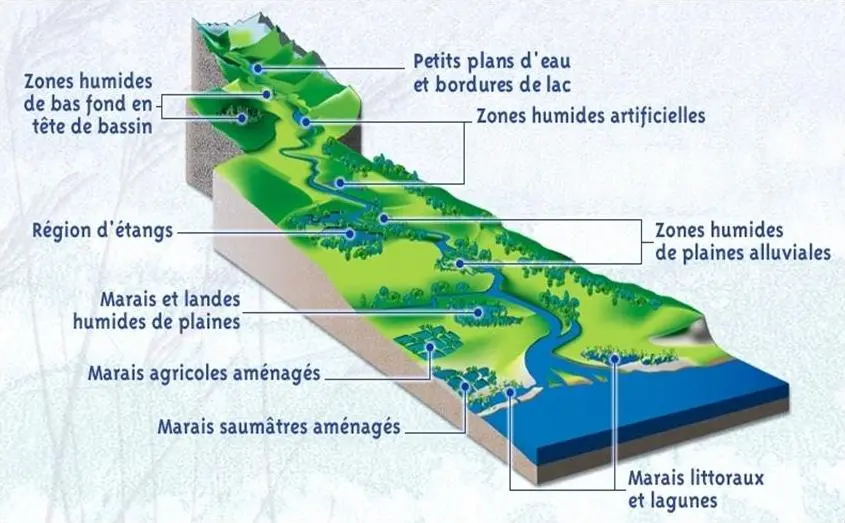 Cadre théorique des zones humides : étude approfondie