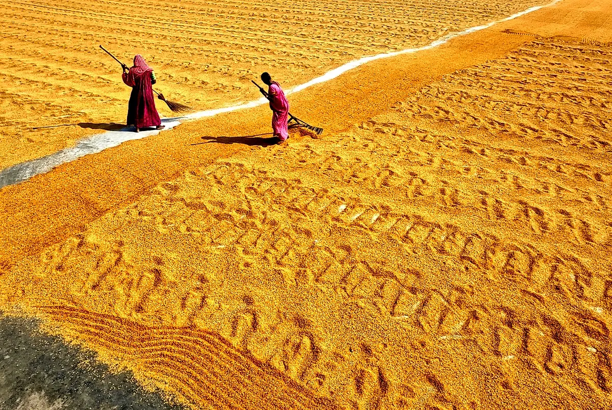 Impact de la température sur la production d'arachide à Mayo Dallah