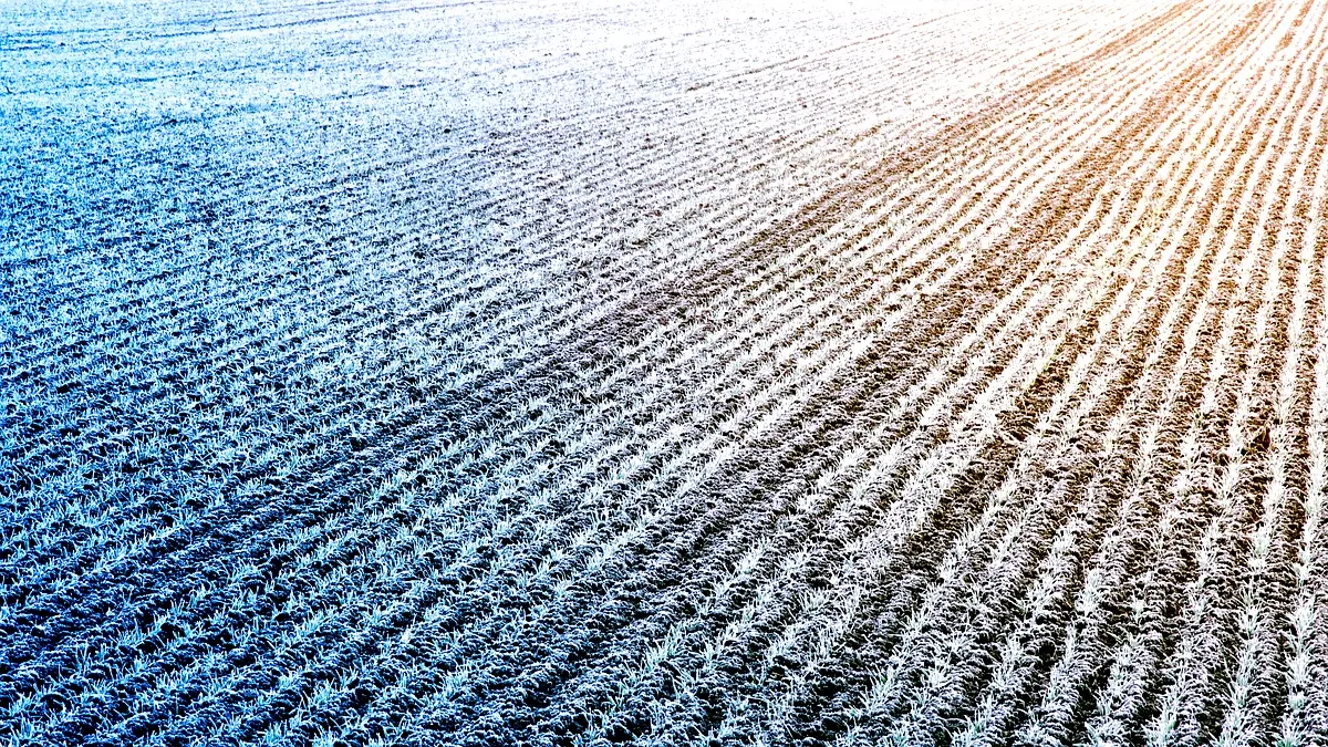 Analyse comparative des stratégies agricoles à Mayo Dallah