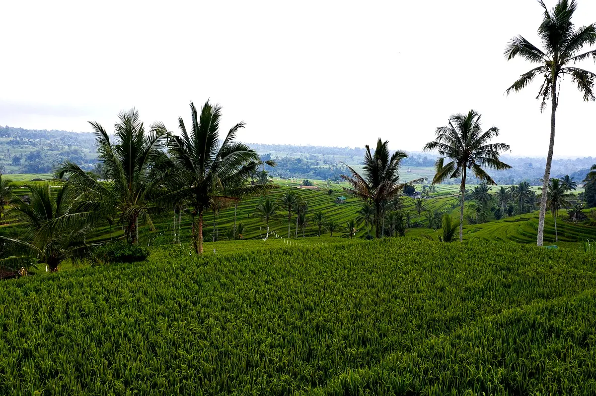 Stratégies d'implémentation pour l'agriculture à Mayo Dallah
