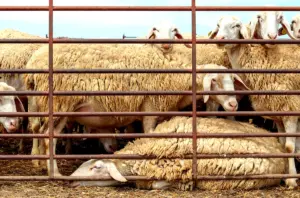 Méthodologie d'adaptation agricole face à la variabilité climatique