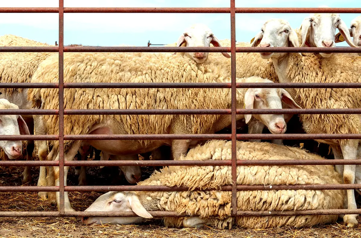 Méthodologie d'adaptation agricole face à la variabilité climatique