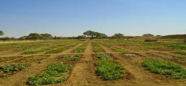 Image 2 - methodologie-amenagements-communautaires-au-tchad Comment la Méthodologie d'Aménagements Communautaires Transforme le Guéra ?