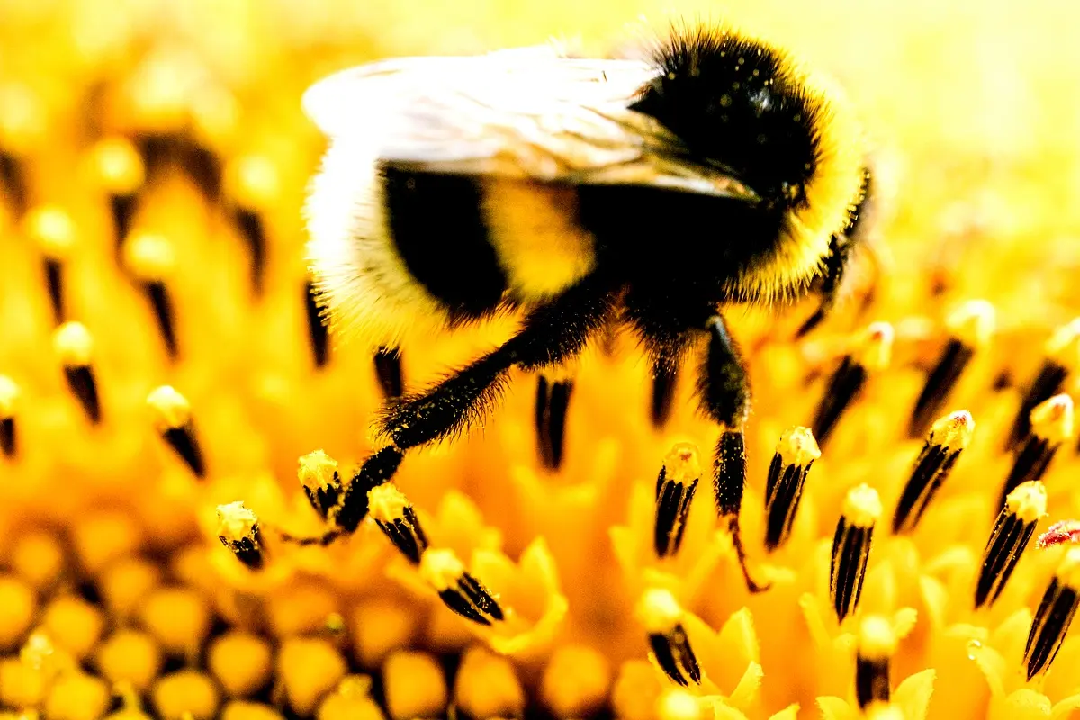 Méthodologie essentielle pour étudier les extraits végétaux