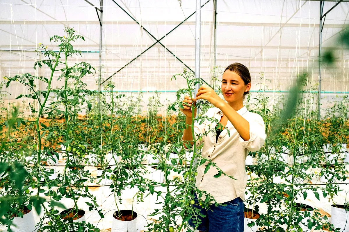 Technologies d'adaptation agricole pour le Tchad