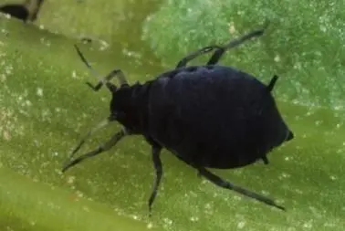 Impact des extraits végétaux sur l'entomofaune du tournesol