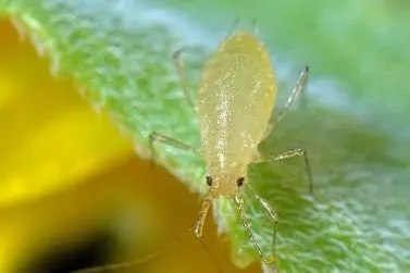 Image 11 - impact-des-extraits-vegetaux-sur-entomofaune-du-tournesol