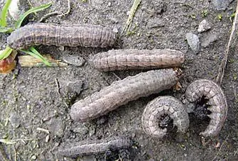 Image 13 - impact-des-extraits-vegetaux-sur-entomofaune-du-tournesol