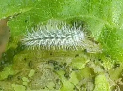 Image 14 - impact-des-extraits-vegetaux-sur-entomofaune-du-tournesol