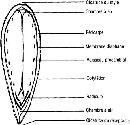 Image 5 - impact-des-extraits-vegetaux-sur-entomofaune-du-tournesol