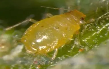 Image 9 - impact-des-extraits-vegetaux-sur-entomofaune-du-tournesol