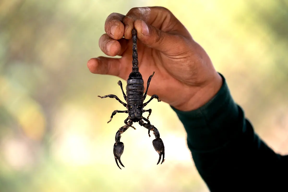 Cadre théorique de la lutte biologique contre les ravageurs