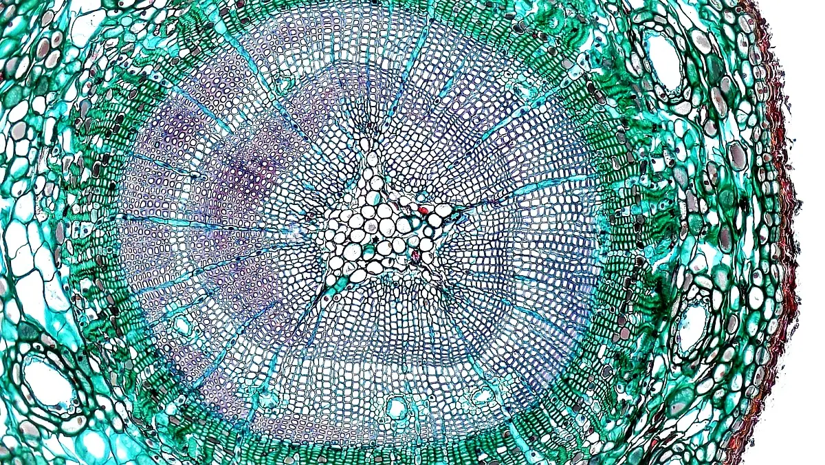 Cadre théorique des styles d'apprentissage : une analyse essentielle