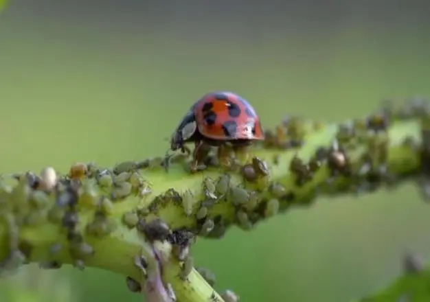 Étude de cas : Impact des extraits sur l'entomofaune à Ngaoundéré