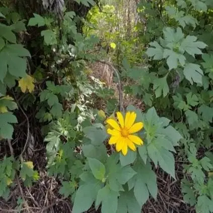 Image 18 - etude-de-cas-impact-des-extraits-sur-entomofaune-a-ngaoundere