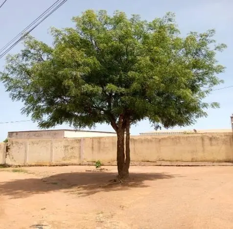 Image 19 - etude-de-cas-impact-des-extraits-sur-entomofaune-a-ngaoundere