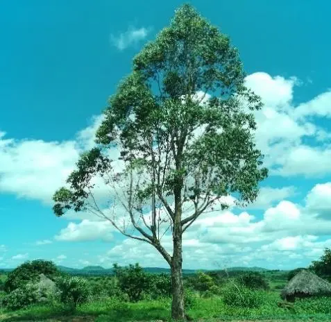 Analyse approfondie des effets des extraits sur l'entomofaune à Ngaoundéré