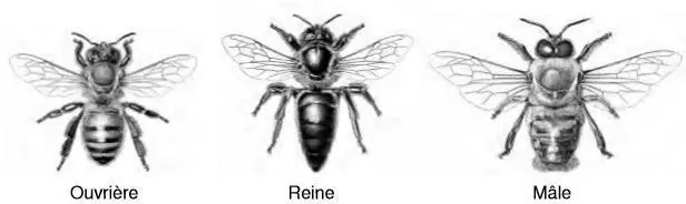 Image 21 - etude-de-cas-impact-des-extraits-sur-entomofaune-a-ngaoundere