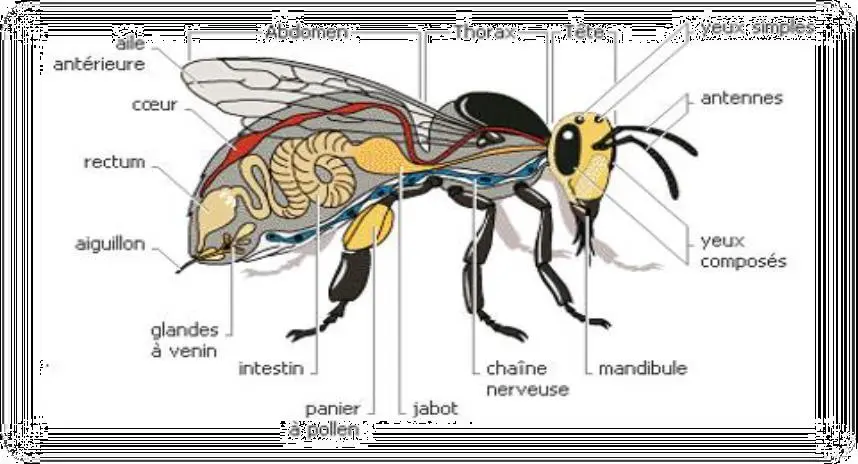 Image 22 - etude-de-cas-impact-des-extraits-sur-entomofaune-a-ngaoundere