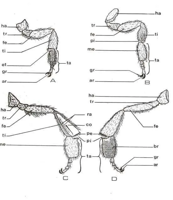 Image 23 - etude-de-cas-impact-des-extraits-sur-entomofaune-a-ngaoundere