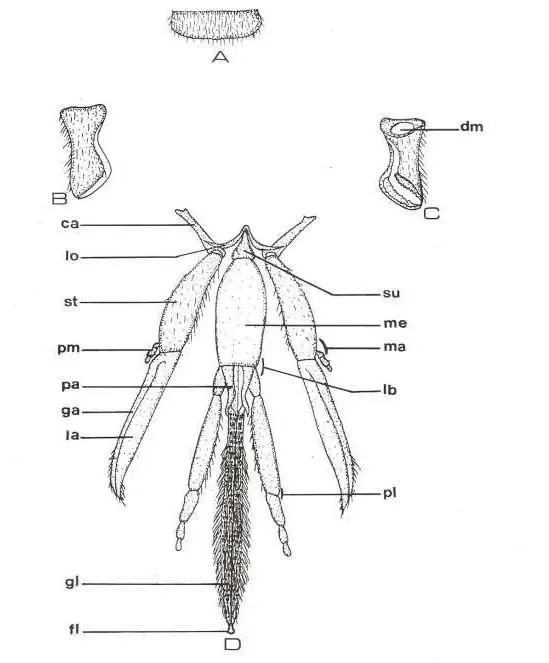 Image 24 - etude-de-cas-impact-des-extraits-sur-entomofaune-a-ngaoundere