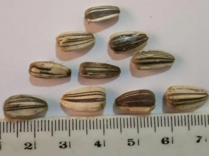 Image 26 - etude-de-cas-impact-des-extraits-sur-entomofaune-a-ngaoundere