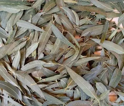 Image 27 - etude-de-cas-impact-des-extraits-sur-entomofaune-a-ngaoundere