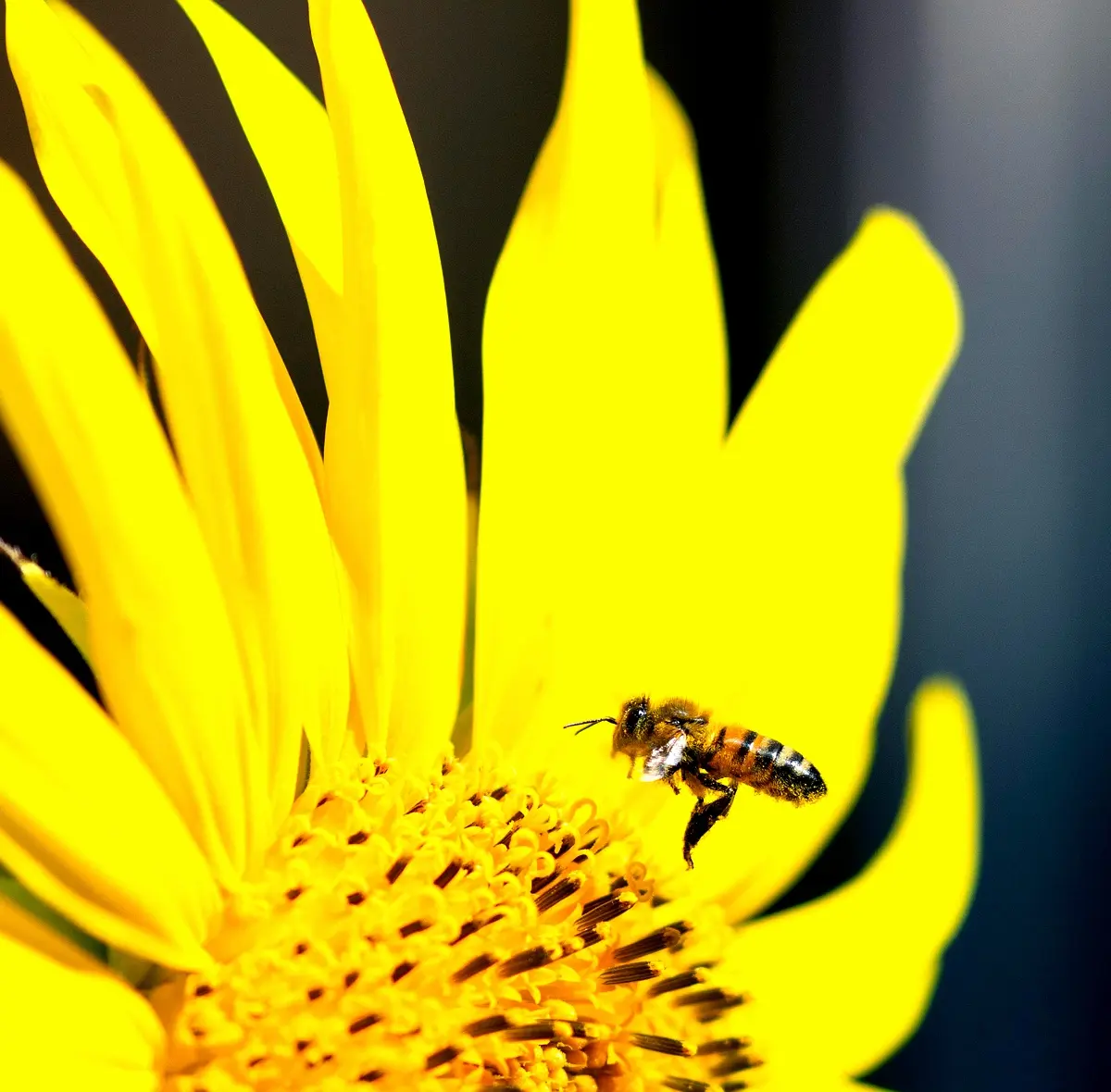 Analyse comparative des effets des extraits sur Apis mellifera