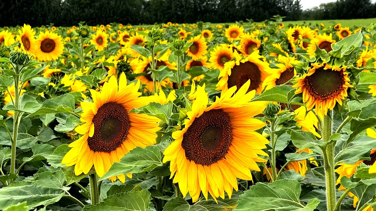 Stratégies d'implémentation pour l'agriculture durable