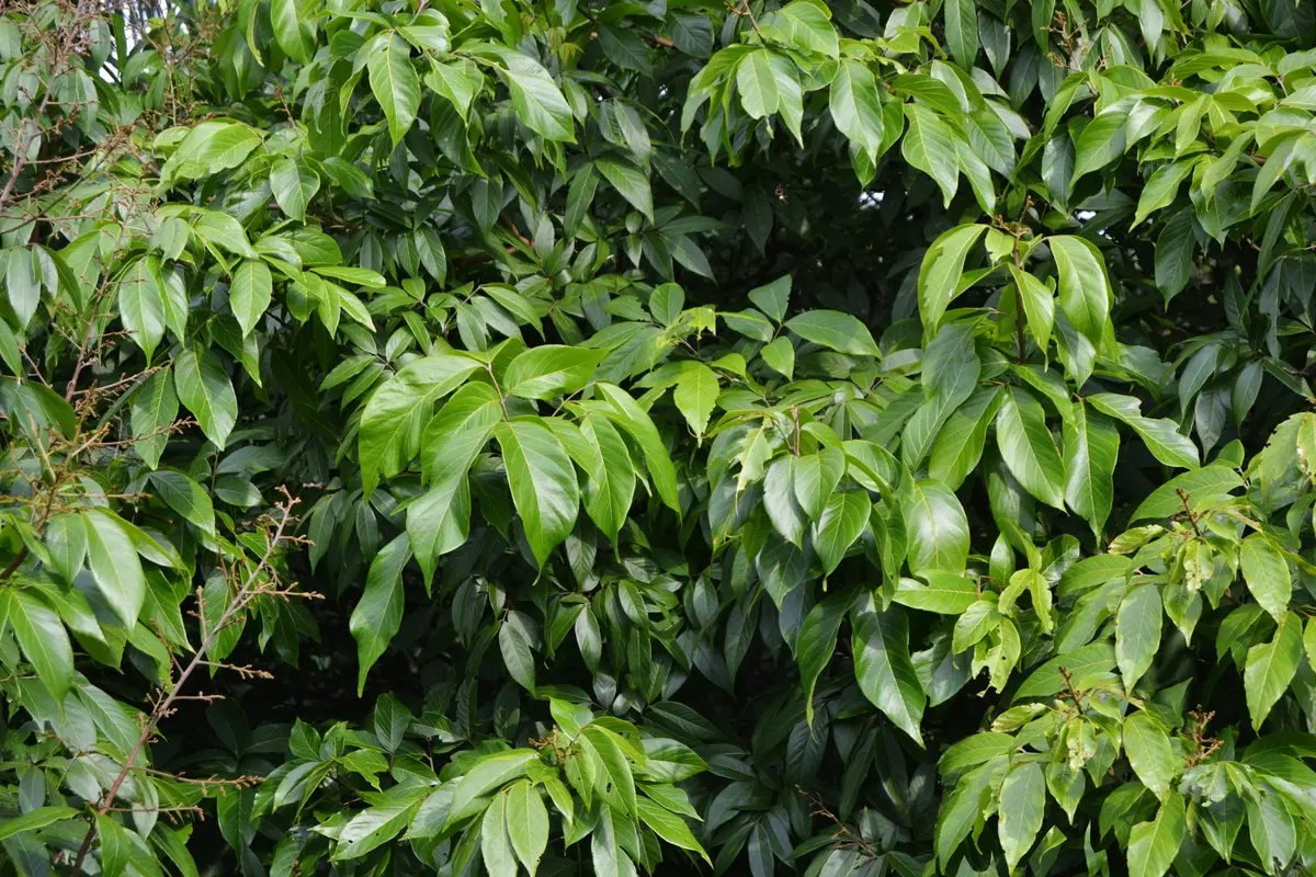 Stratégies d'implémentation pour lutter contre le paludisme