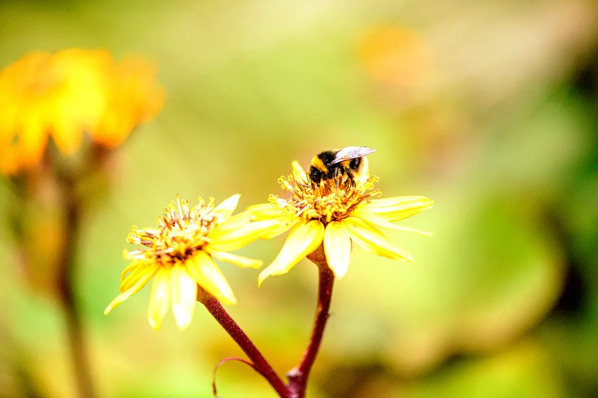 Effets des extraits sur l'activité des abeilles à Ngaoundéré
