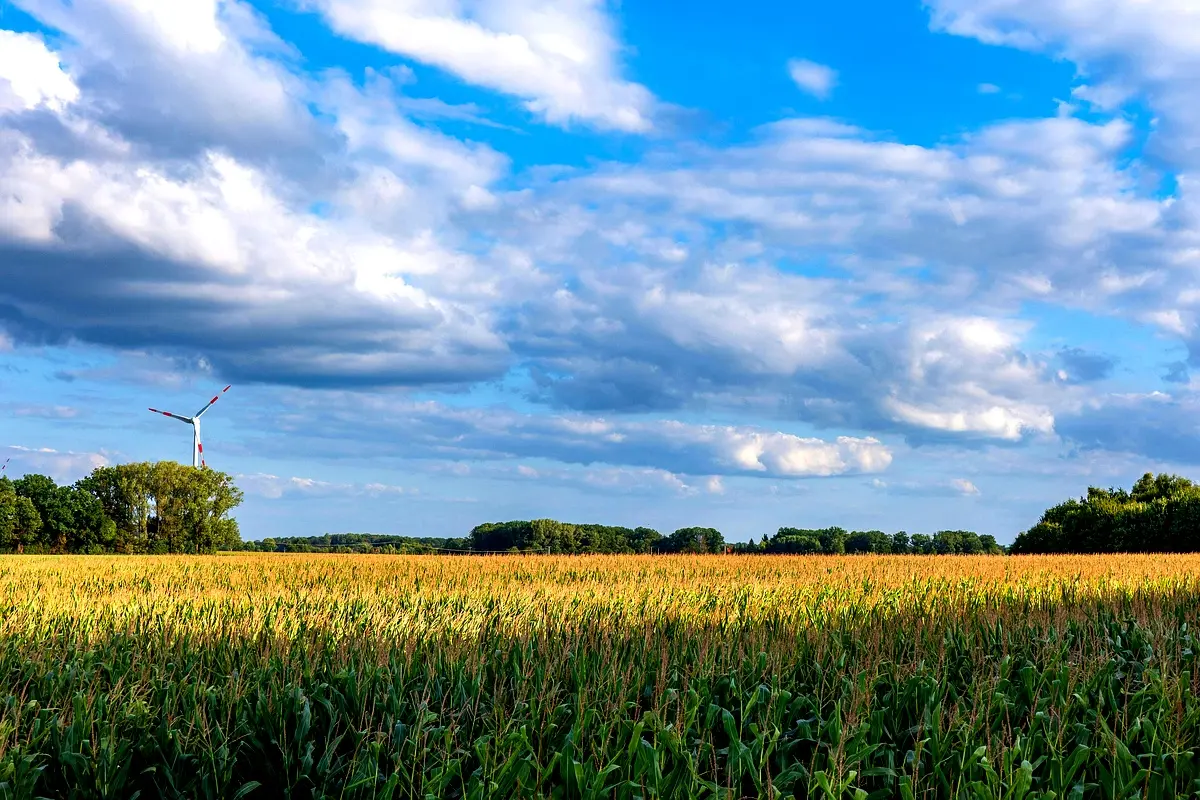 Implications politiques de l'agriculture à Mayo Dallah