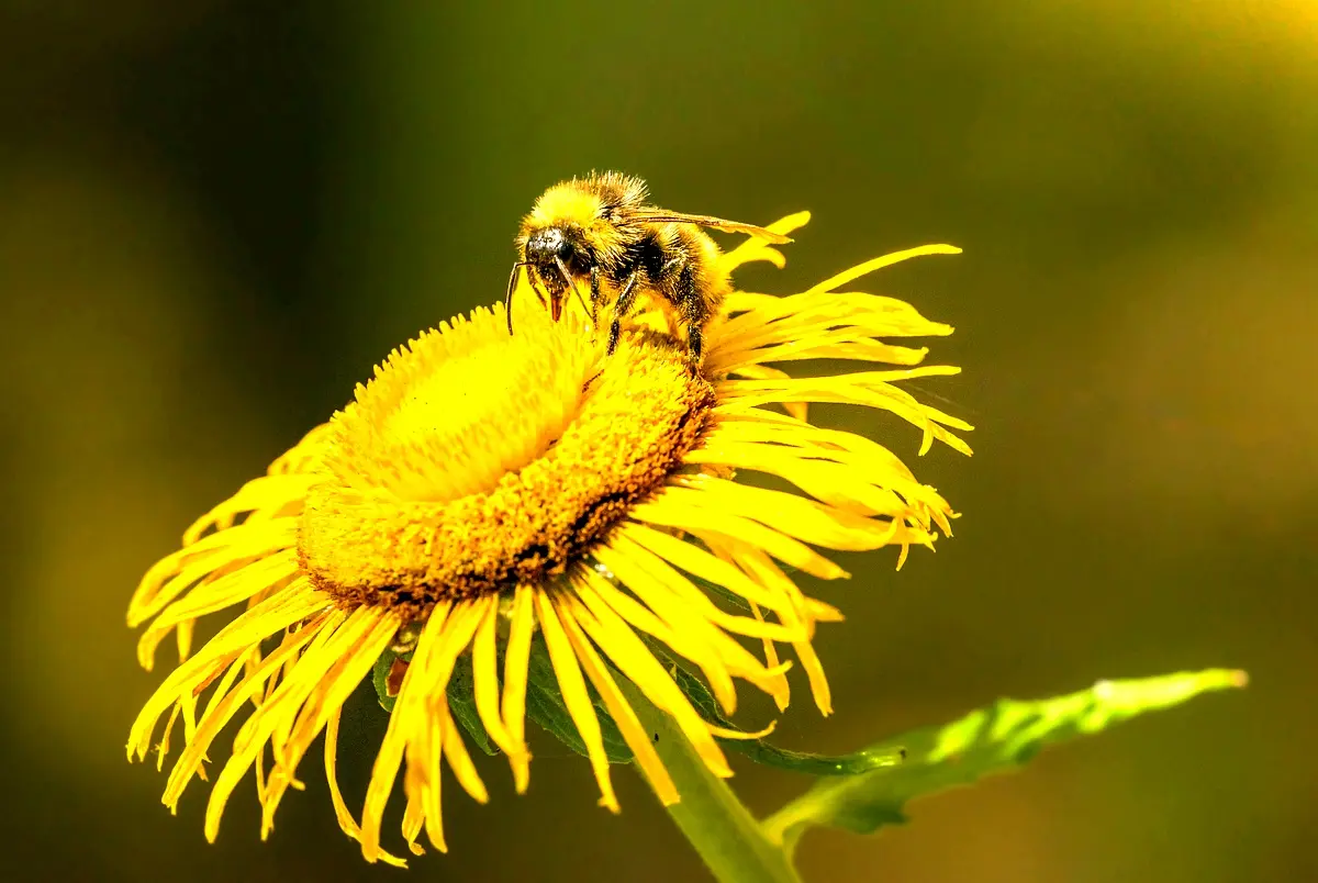 Implications politiques des extraits végétaux sur l'entomofaune